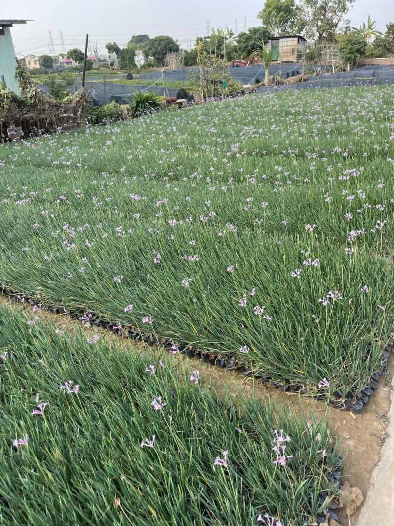 紫娇花5斤袋7斤袋小杯苗基地大量现货供应
