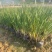 紫娇花5斤袋7斤袋小杯苗基地大量现货供应