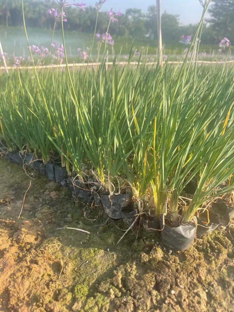 紫娇花5斤袋7斤袋小杯苗基地大量现货供应
