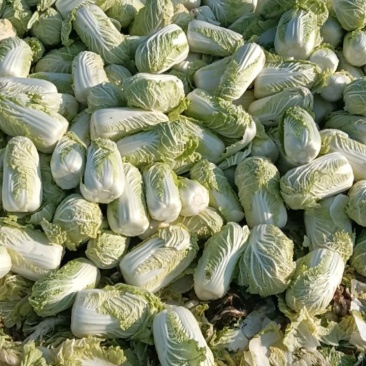 河南娃娃扶沟县，价格便宜，刚刚上市，欢迎新老朋友前来购买