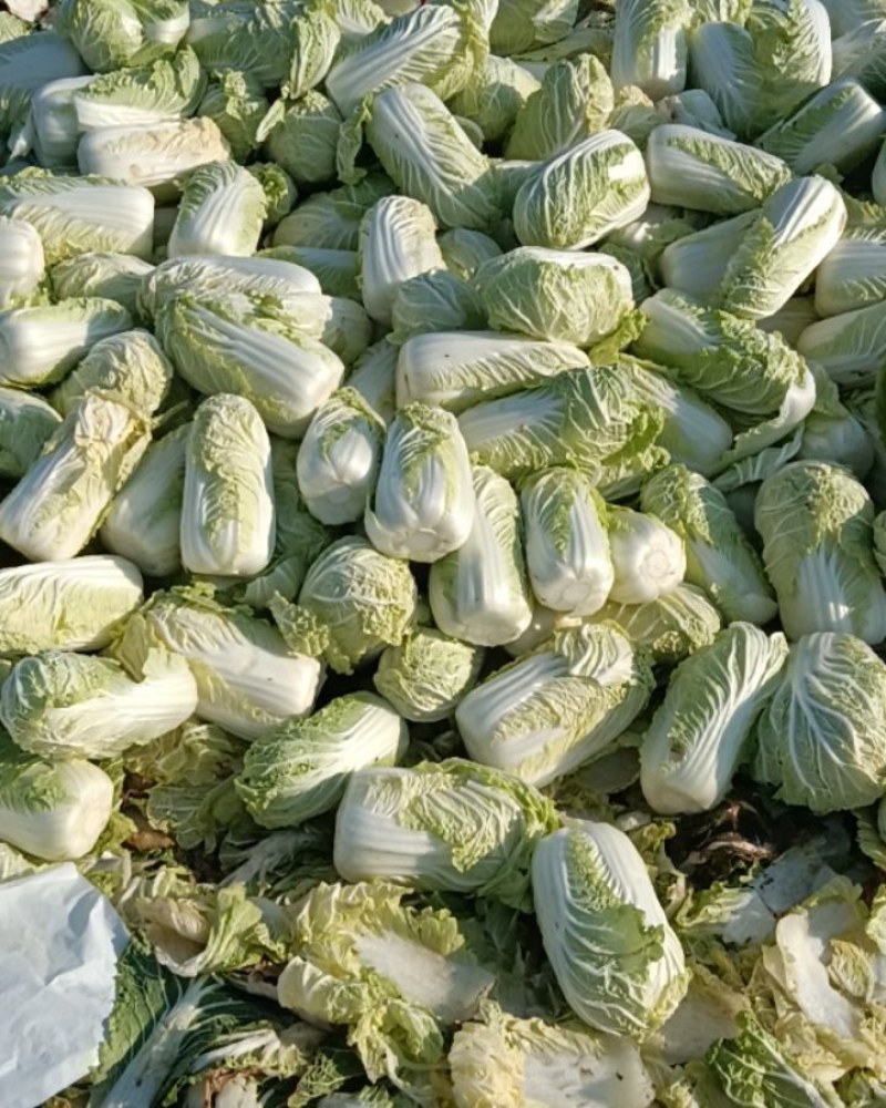 河南娃娃扶沟县，价格便宜，刚刚上市，欢迎新老朋友前来购买