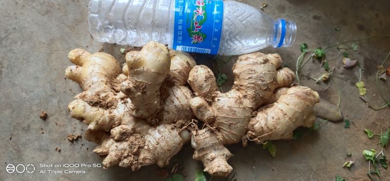 云南中黄姜，泡菜姜大量上市需要老板欢迎骚扰