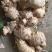 云南中黄姜，泡菜姜大量上市需要老板欢迎骚扰