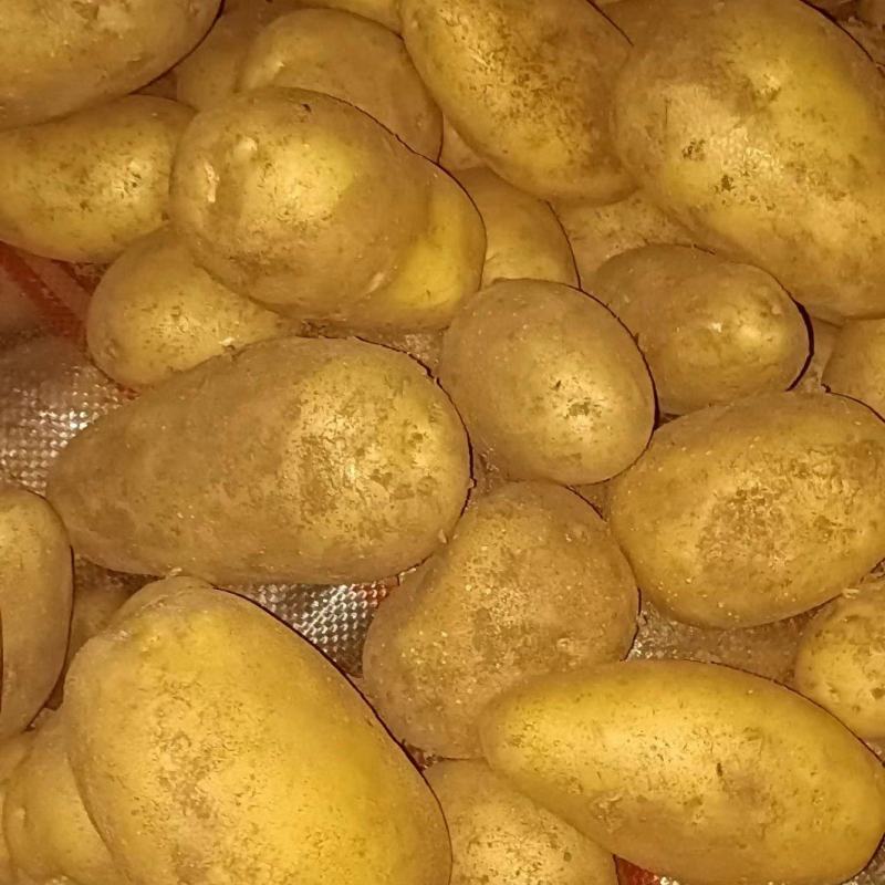 热卖精品土豆，产地大降价，质优价廉，专业土豆代办