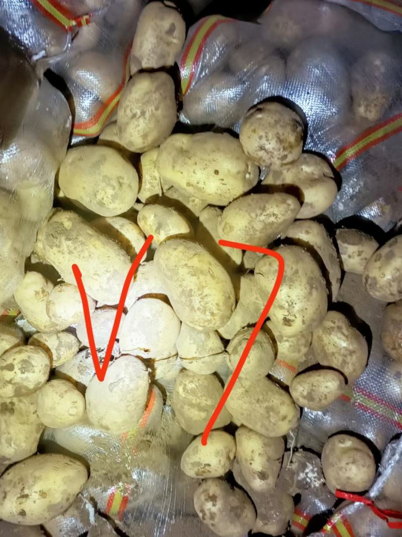 热卖精品土豆，产地大降价，质优价廉，专业土豆代办