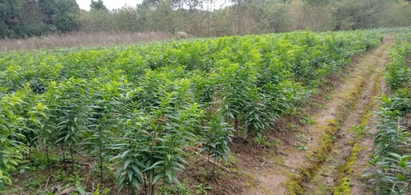 黄精种苗黄精块茎精品货源欢迎合作选购
