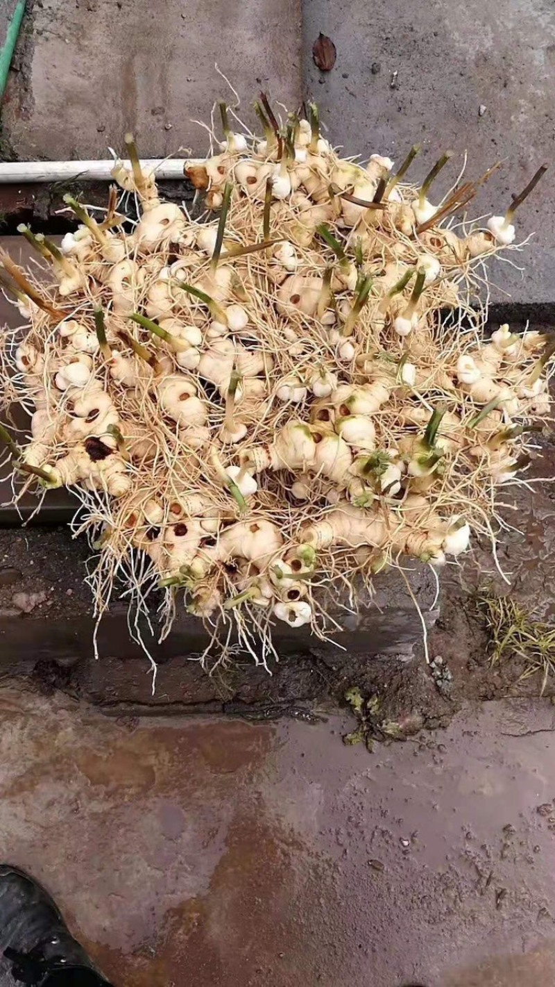 黄精种苗黄精块茎精品货源欢迎合作选购