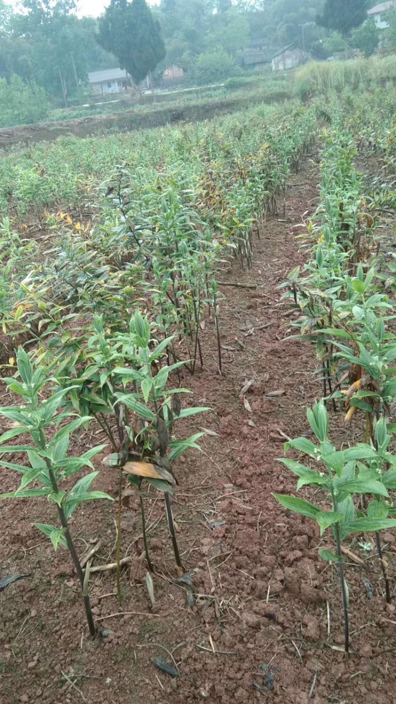 黄精种苗黄精块茎精品货源欢迎合作选购