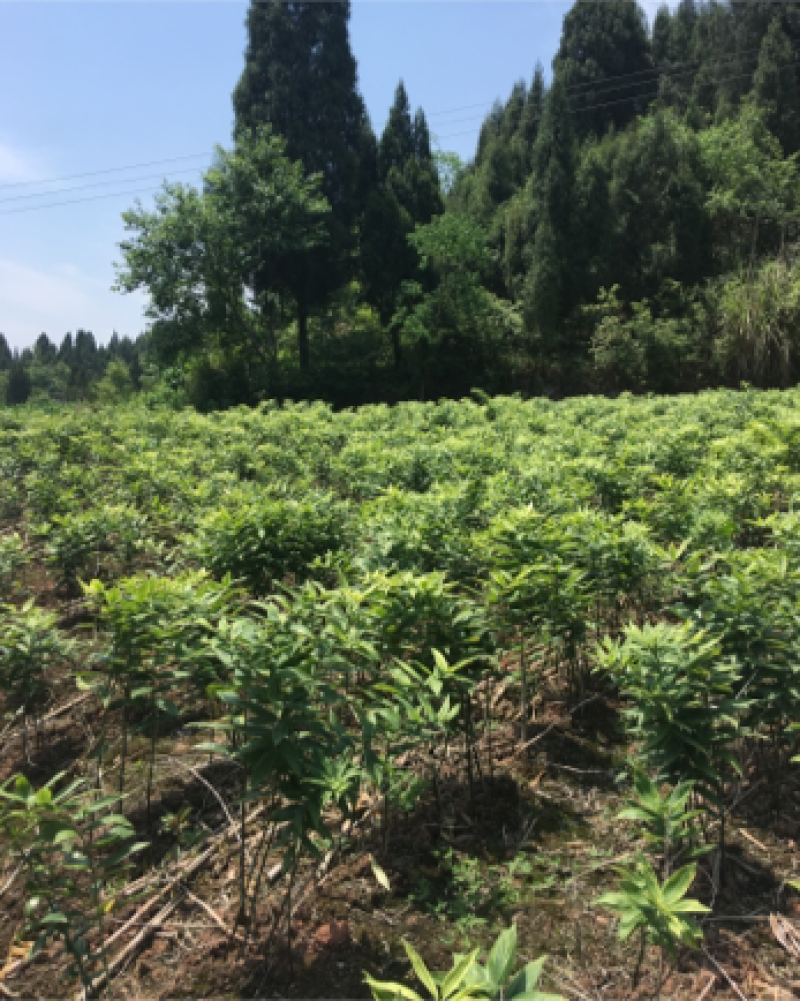 黄精种苗黄精块茎精品货源欢迎合作选购
