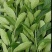 【柠檬叶香水柠檬叶】大量供应，基地直供，新鲜现摘现发