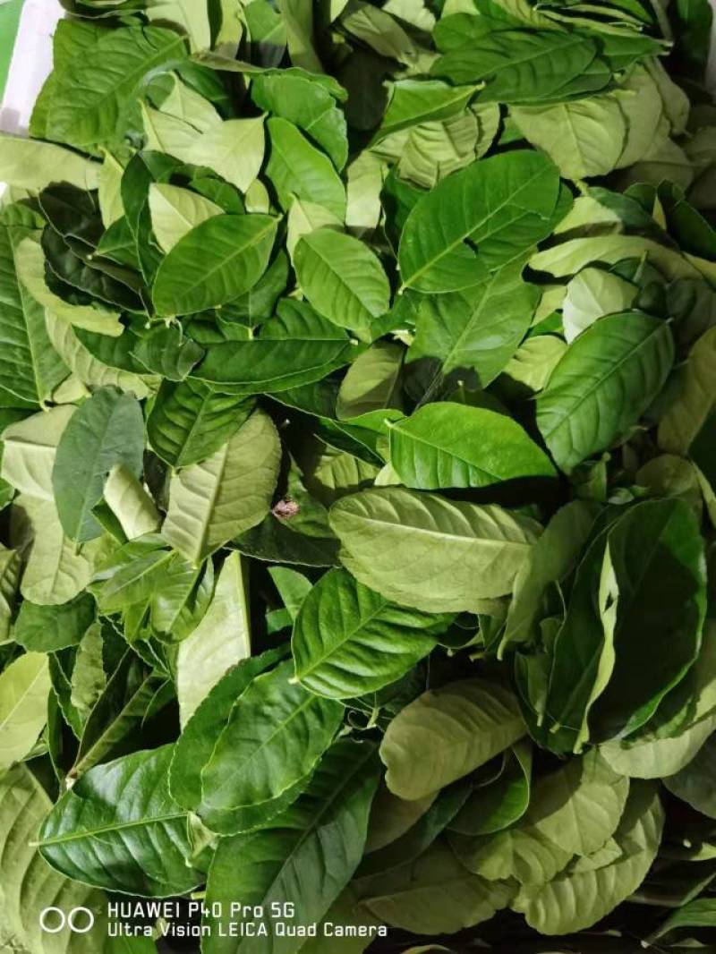 【柠檬叶香水柠檬叶】大量供应，基地直供，新鲜现摘现发