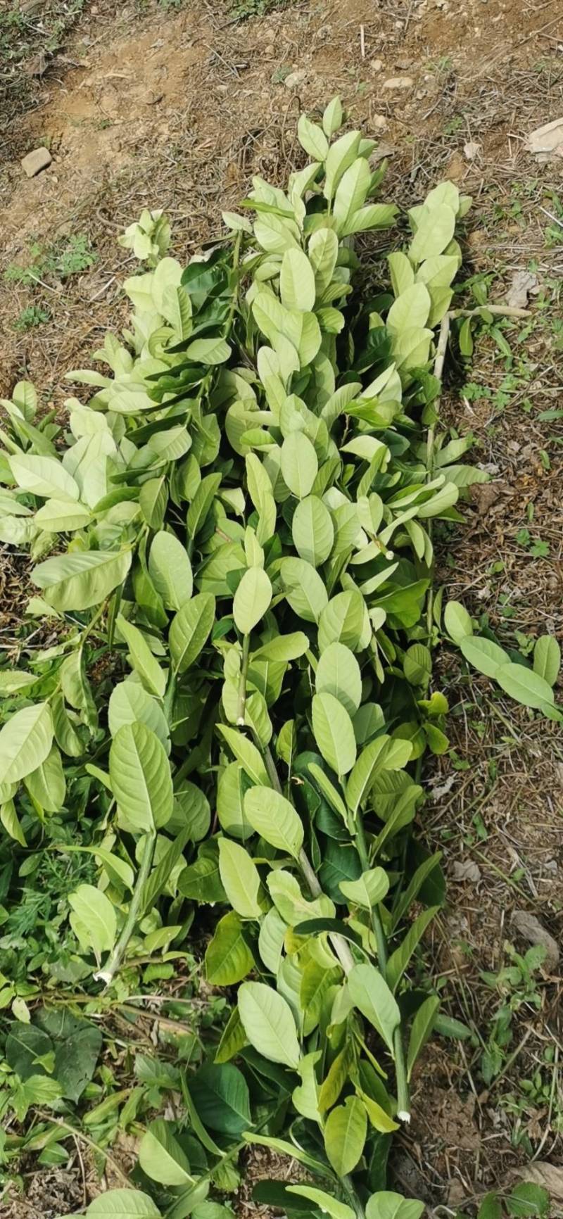 【柠檬叶香水柠檬叶】大量供应，基地直供，新鲜现摘现发