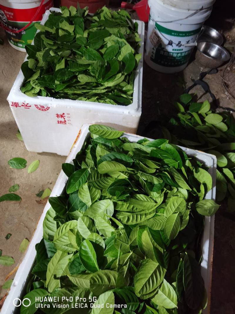 【柠檬叶香水柠檬叶】大量供应，基地直供，新鲜现摘现发