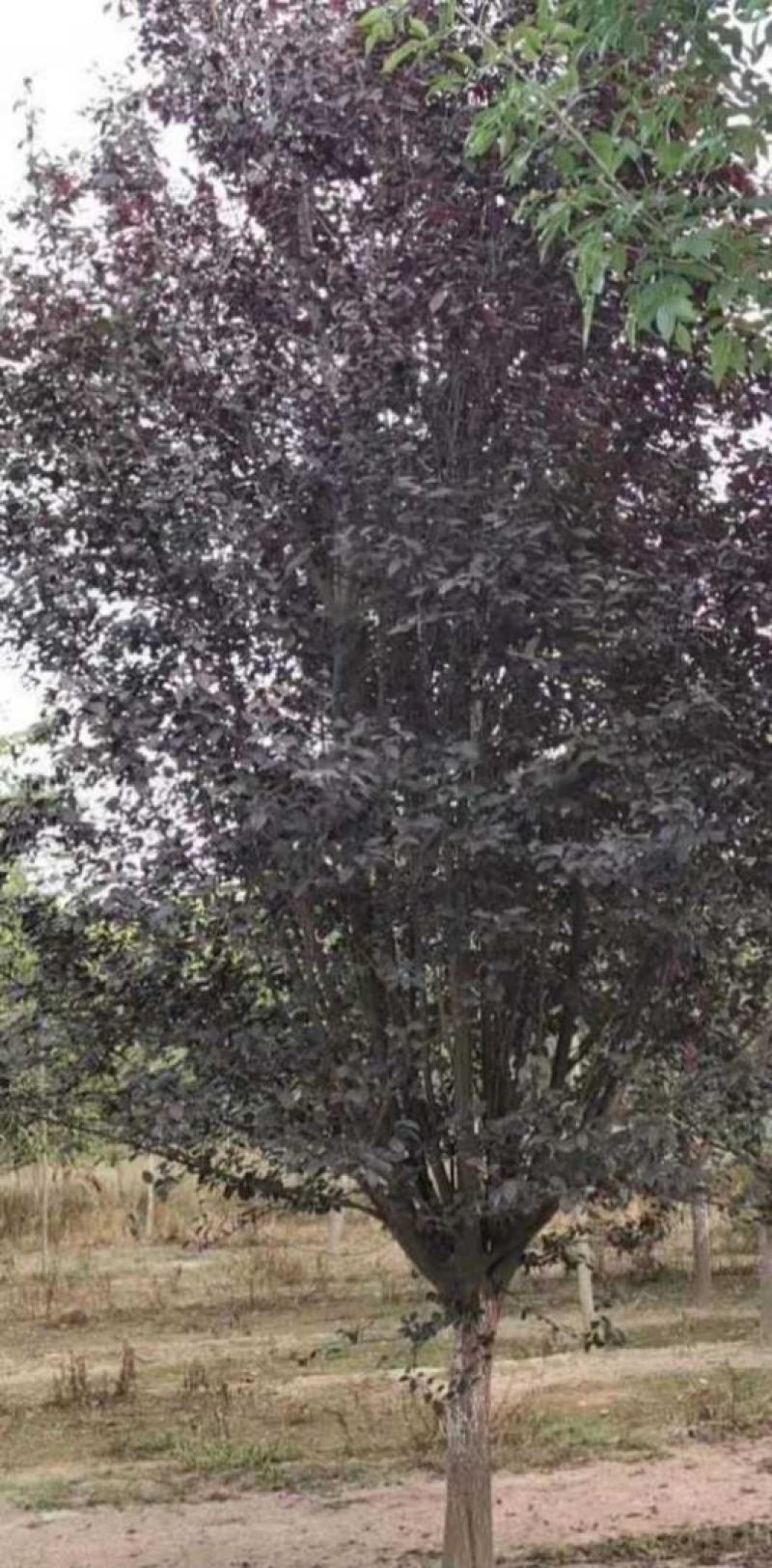 紫叶李