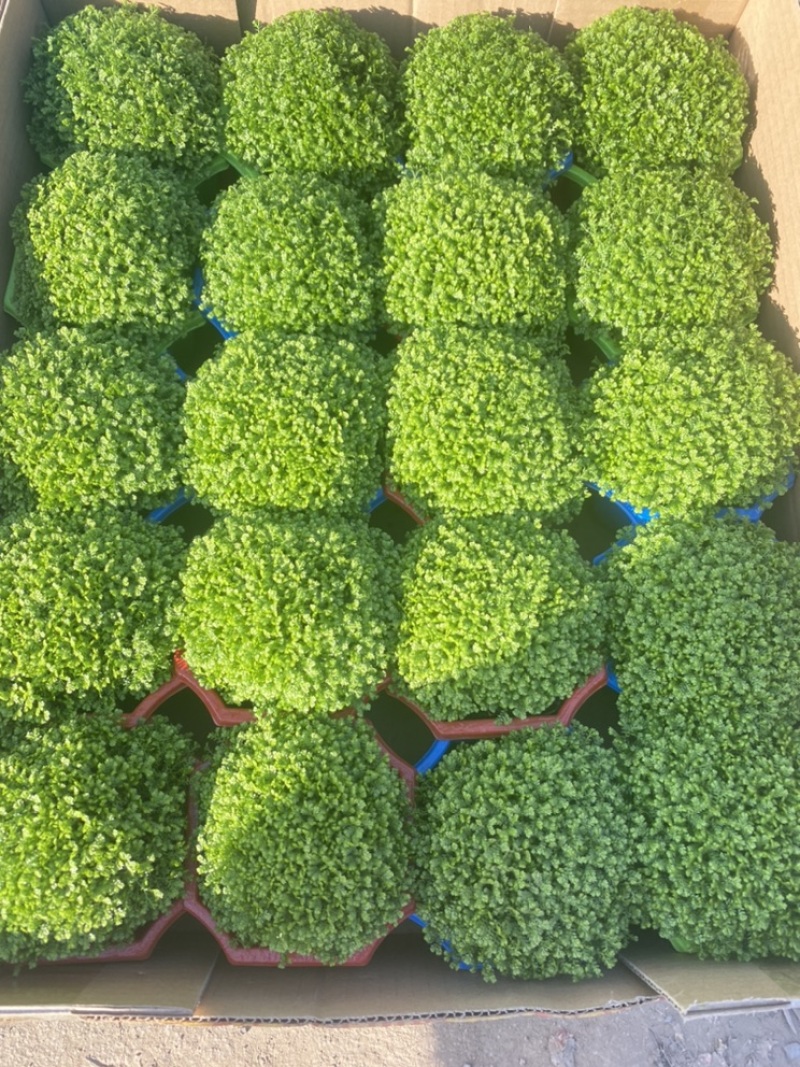 绿地球长绿蕨类植物基地发货，需要老板联系