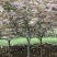 #樱花#早樱#晚樱#染井吉野樱#阳光樱#飞寒樱#