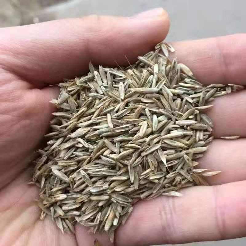 进口耐寒宽叶牧草种子多年生黑麦草种子四季养殖鸡鸭鹅牛羊鱼