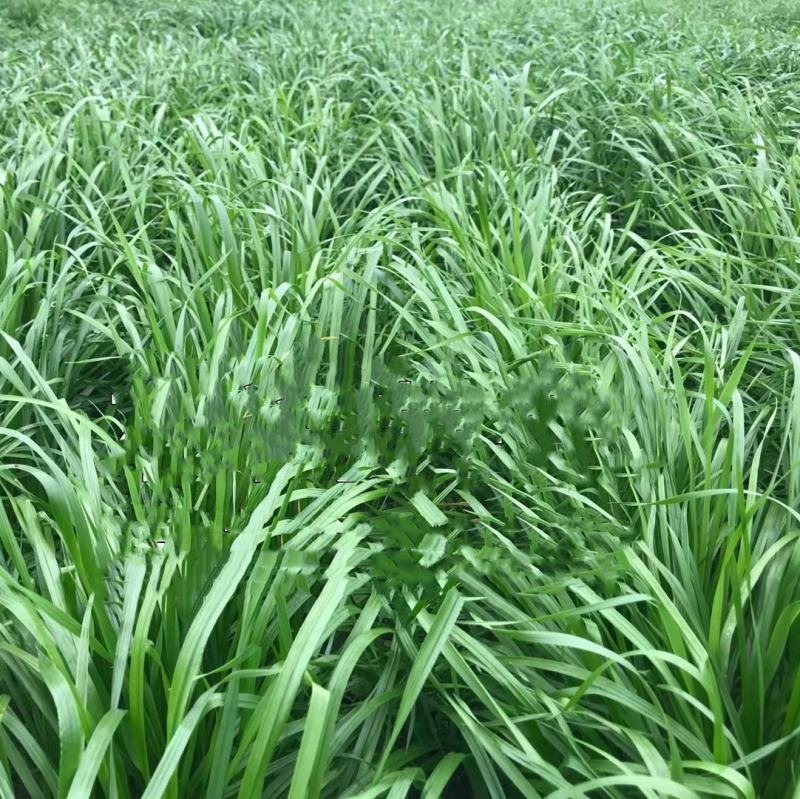进口耐寒宽叶牧草种子多年生黑麦草种子四季养殖鸡鸭鹅牛羊鱼