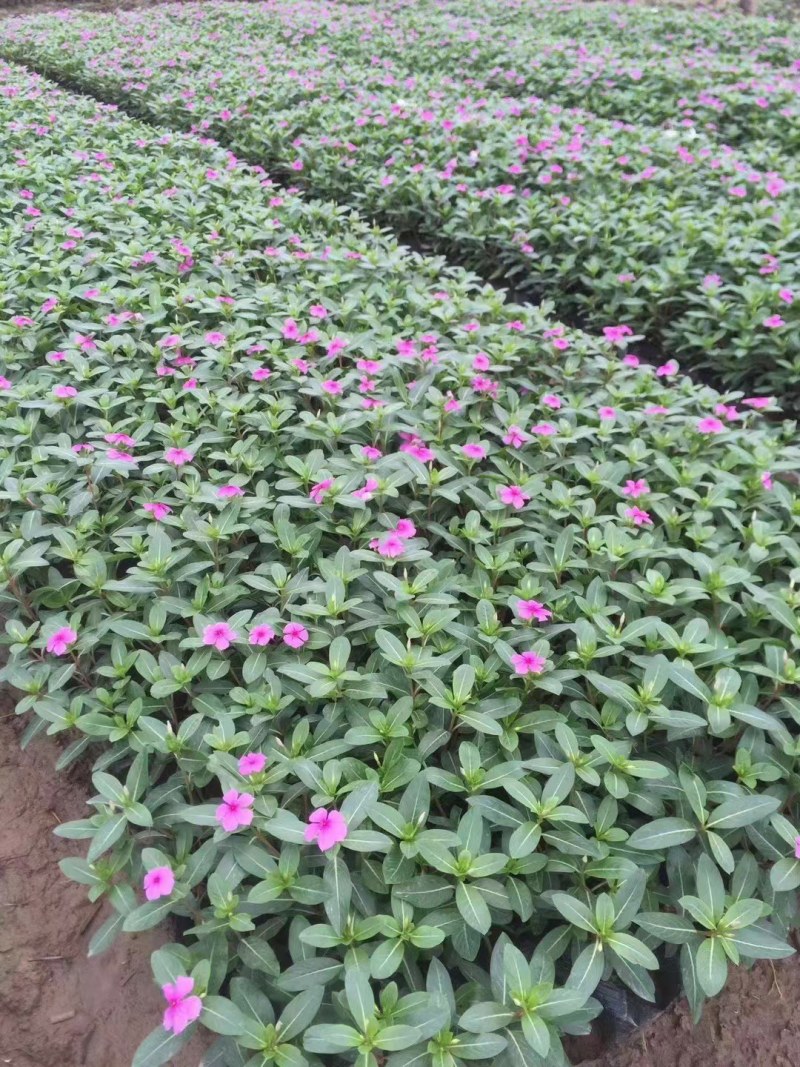 长春花种子多年生花卉种子庭院阳台景观绿化种植