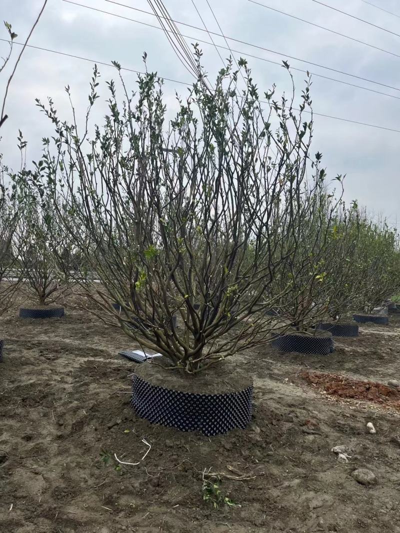桔子树自家苗圃基地各规格齐全物美价廉量大从优价格美丽欢迎