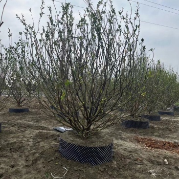 桔子树自家苗圃基地各规格齐全物美价廉量大从优价格美丽欢迎