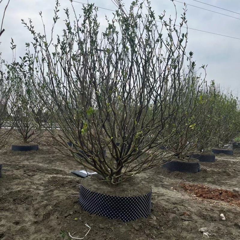 桔子树自家苗圃基地各规格齐全物美价廉量大从优价格美丽欢迎