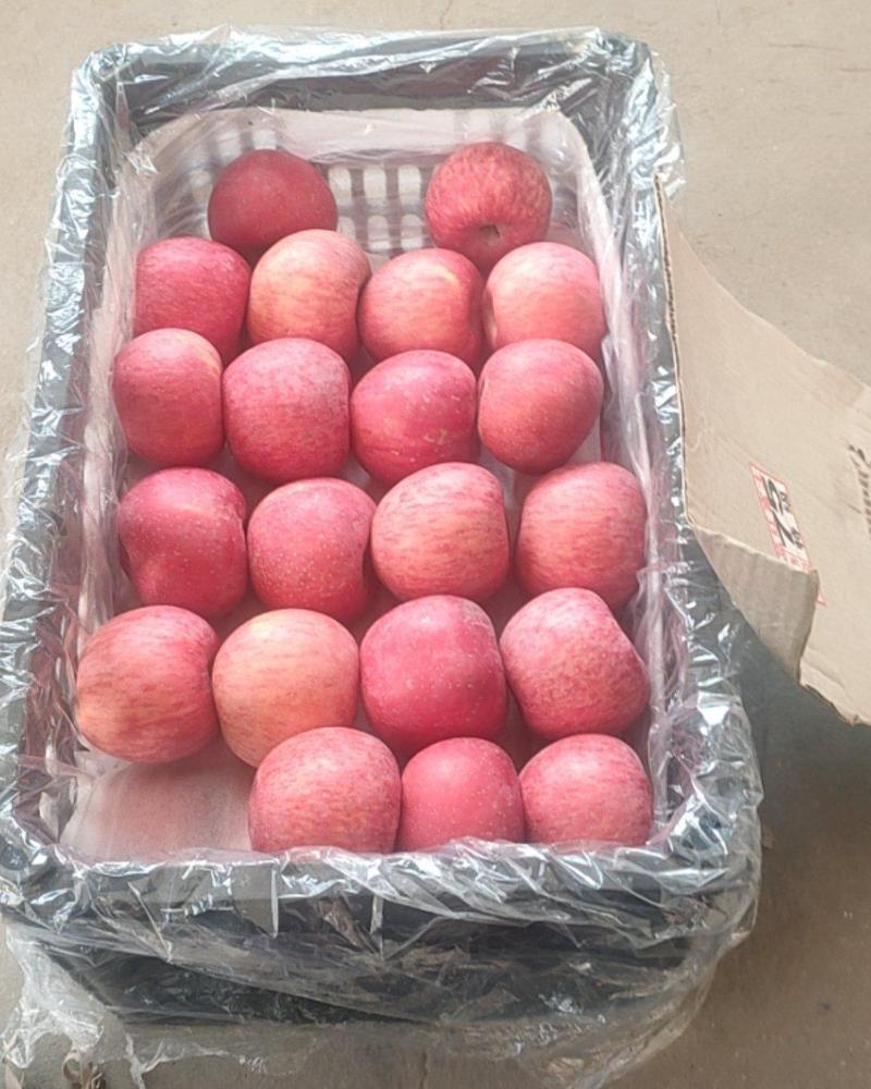 洛川富士苹果，一手货源，糖度17个，红富士苹果，