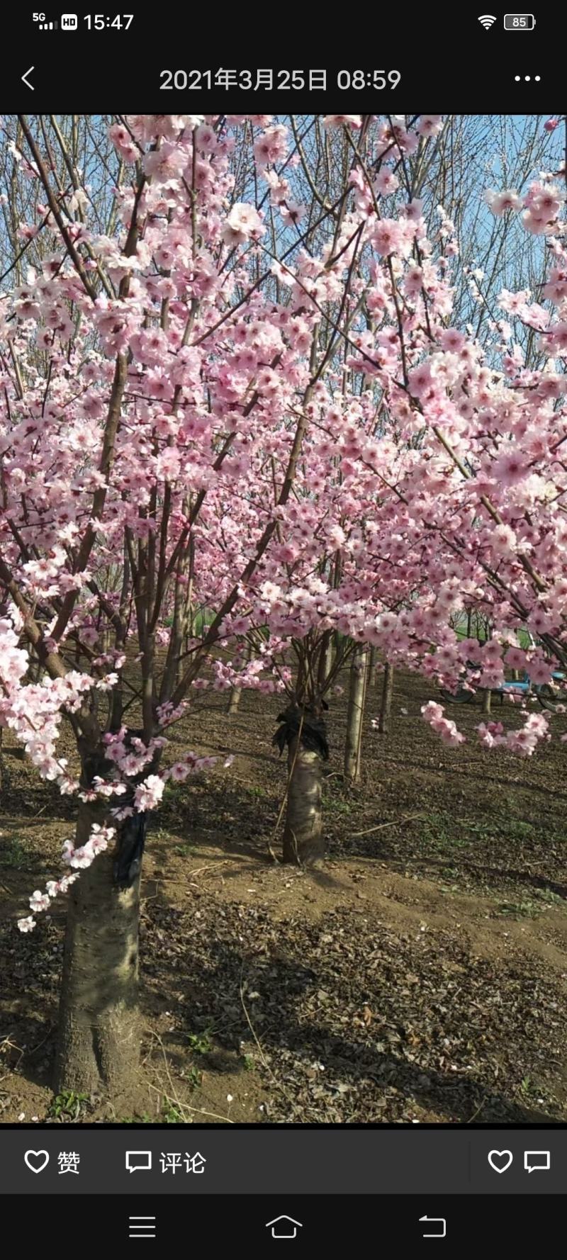 红叶石楠大杯苗，晶森女贞基地