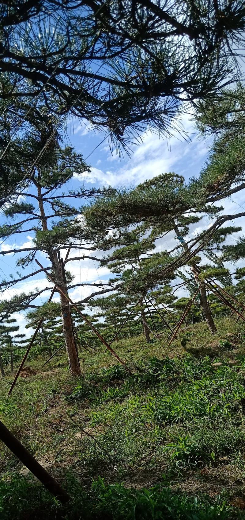 红叶石楠大杯苗，晶森女贞基地