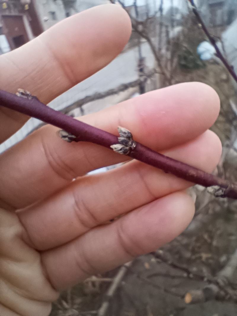 好吃的桃子
