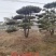 造型松