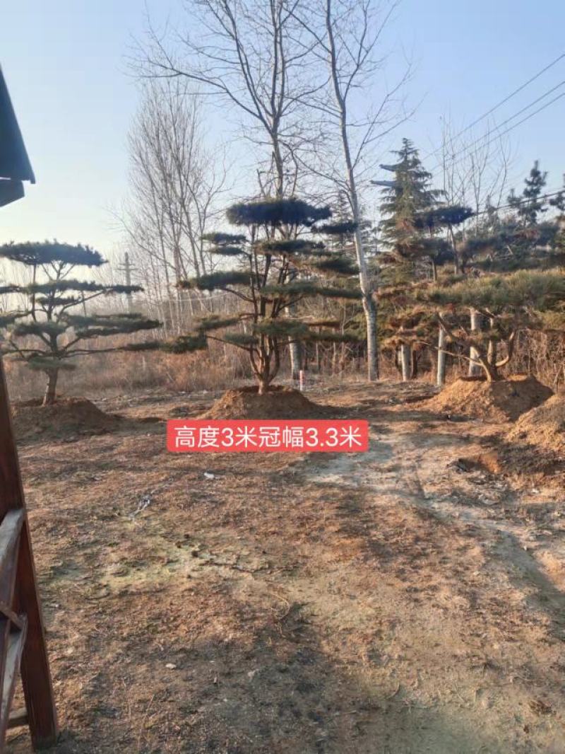 造型松