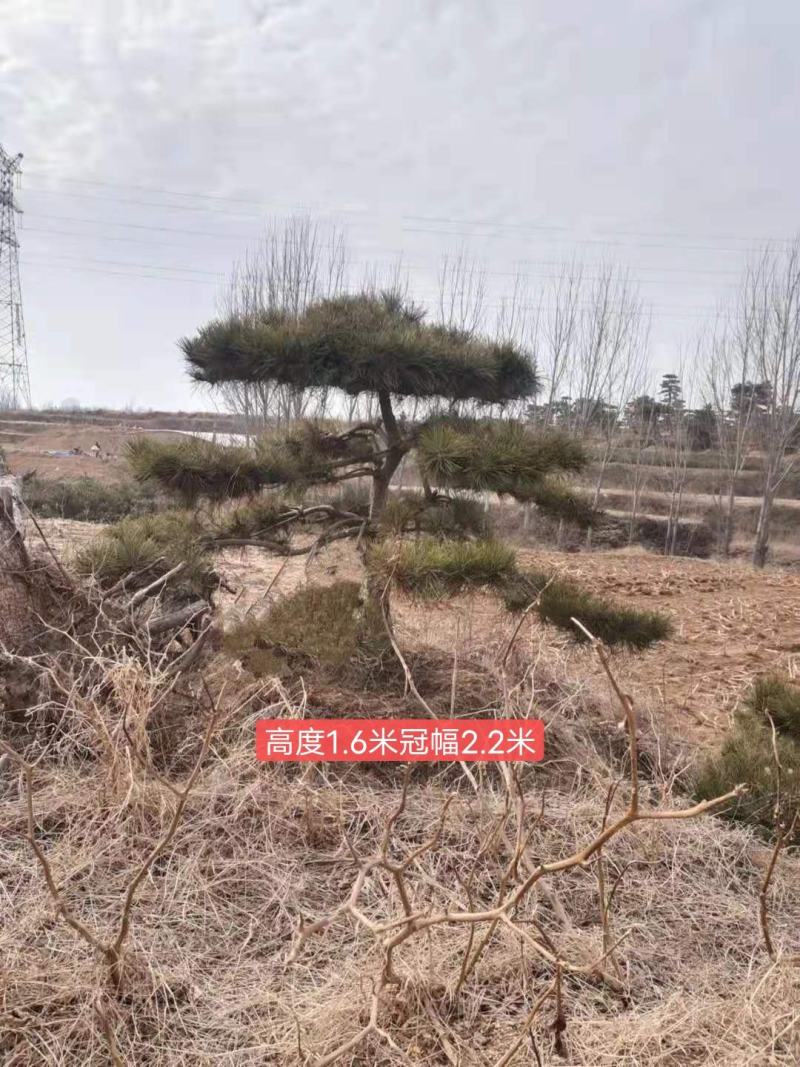 造型松