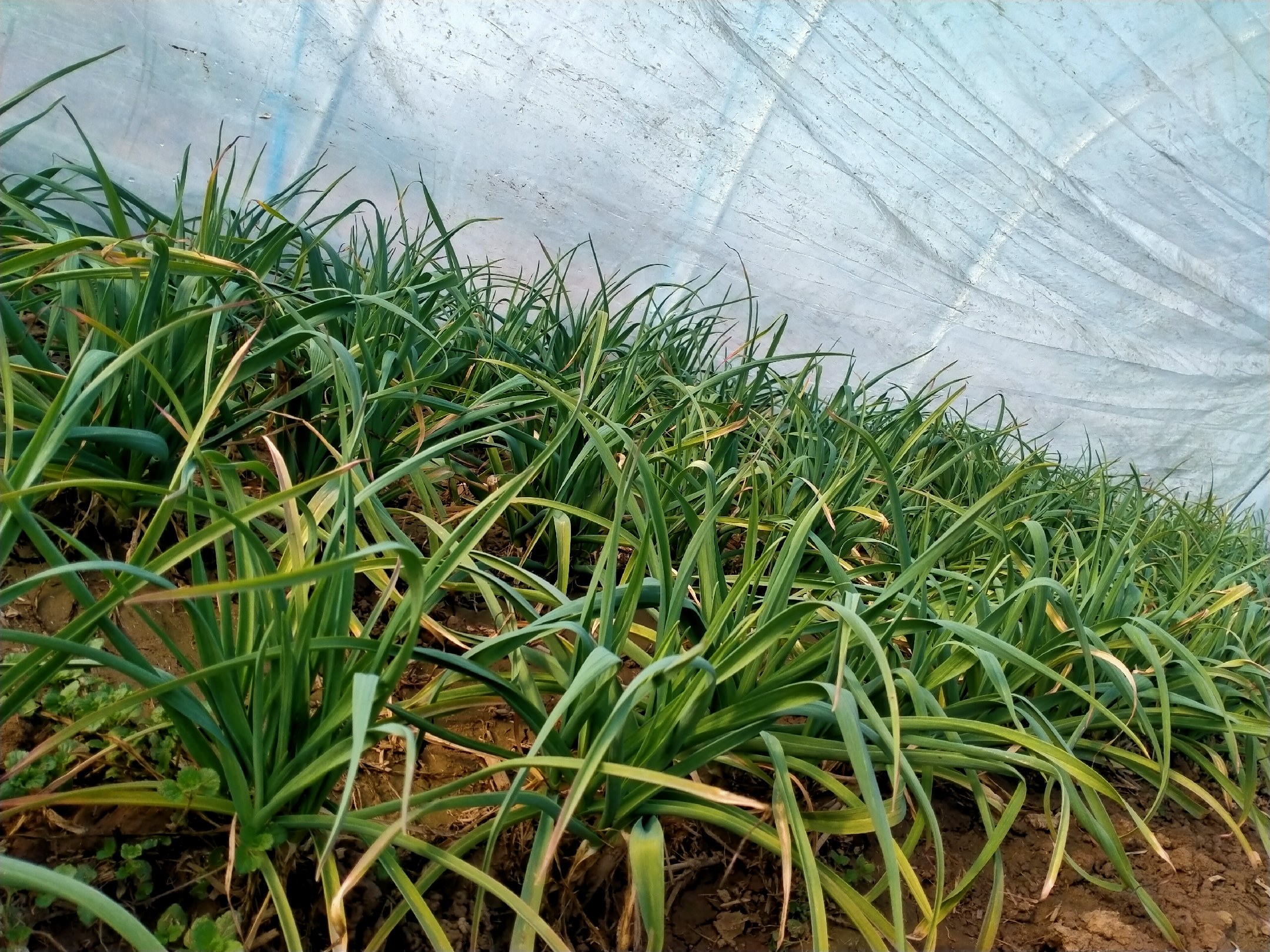 大蒜生长阶段示意图