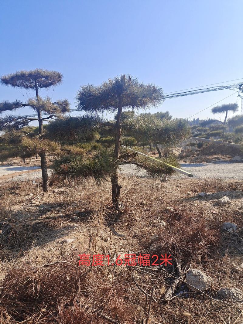 造型松