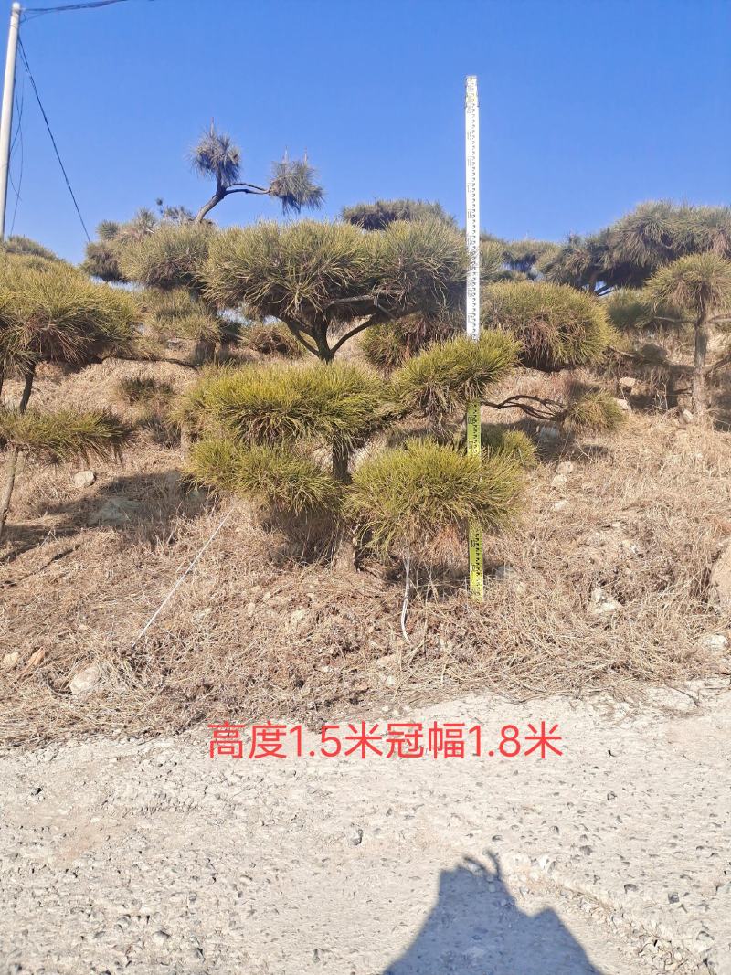 造型松