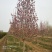 红玉兰