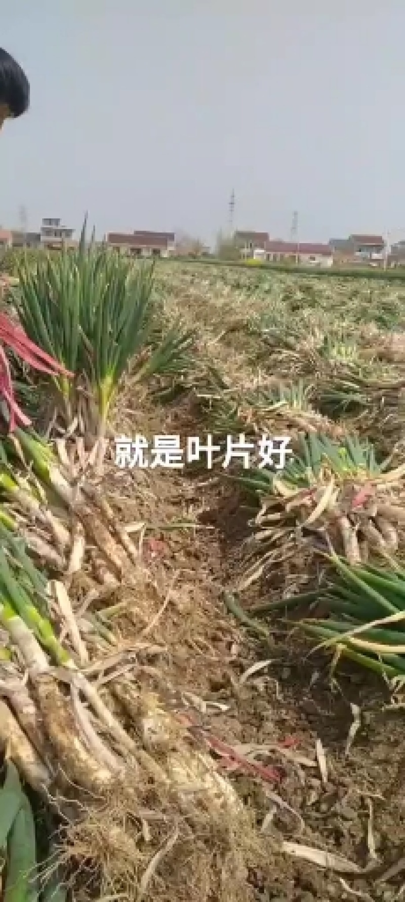 太康县大葱，净葱，毛葱，产地直销，，，，，