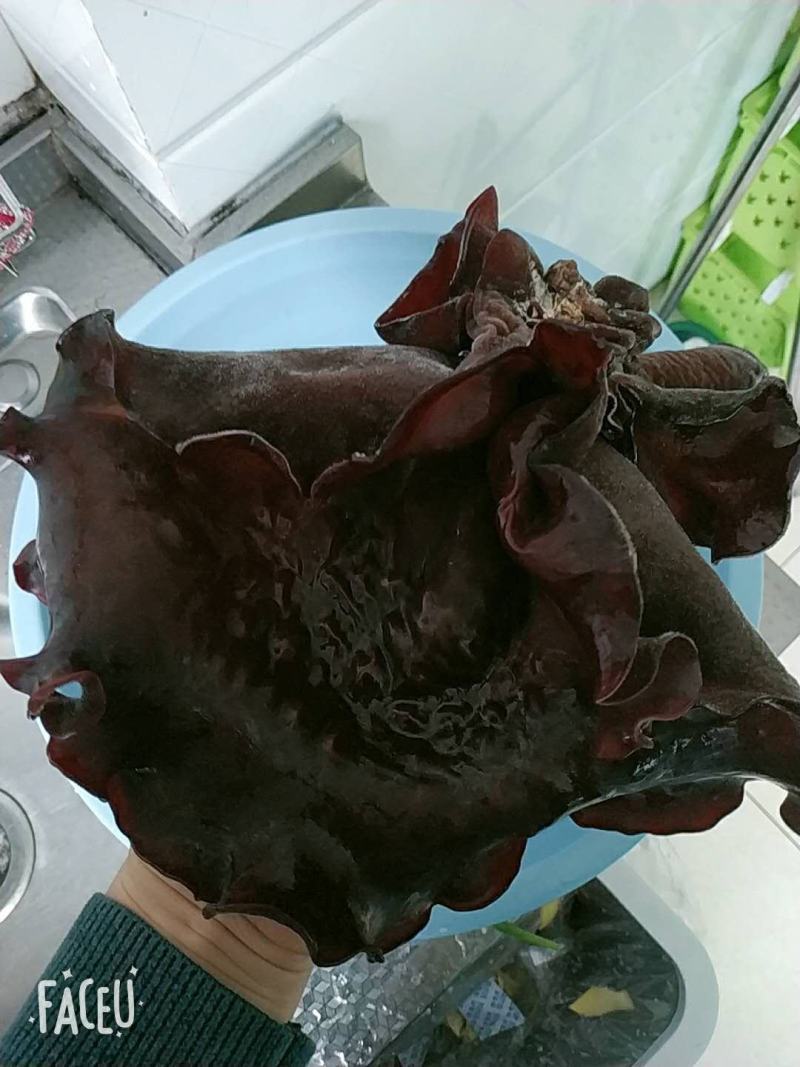 木耳毛木耳东北木耳水发木耳皮耳产地直发包邮