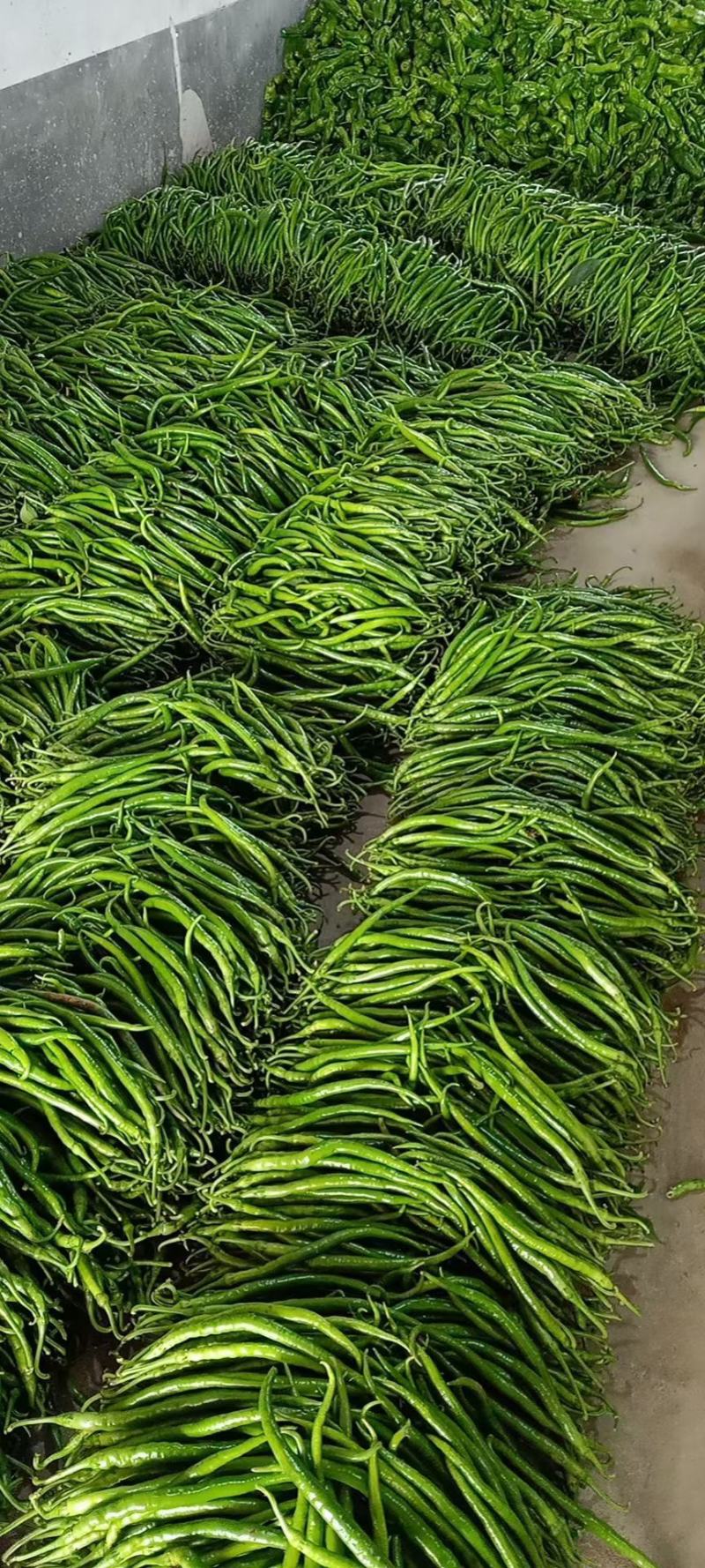 海南临高精品3号椒，精品线椒，产地直发，大量上市