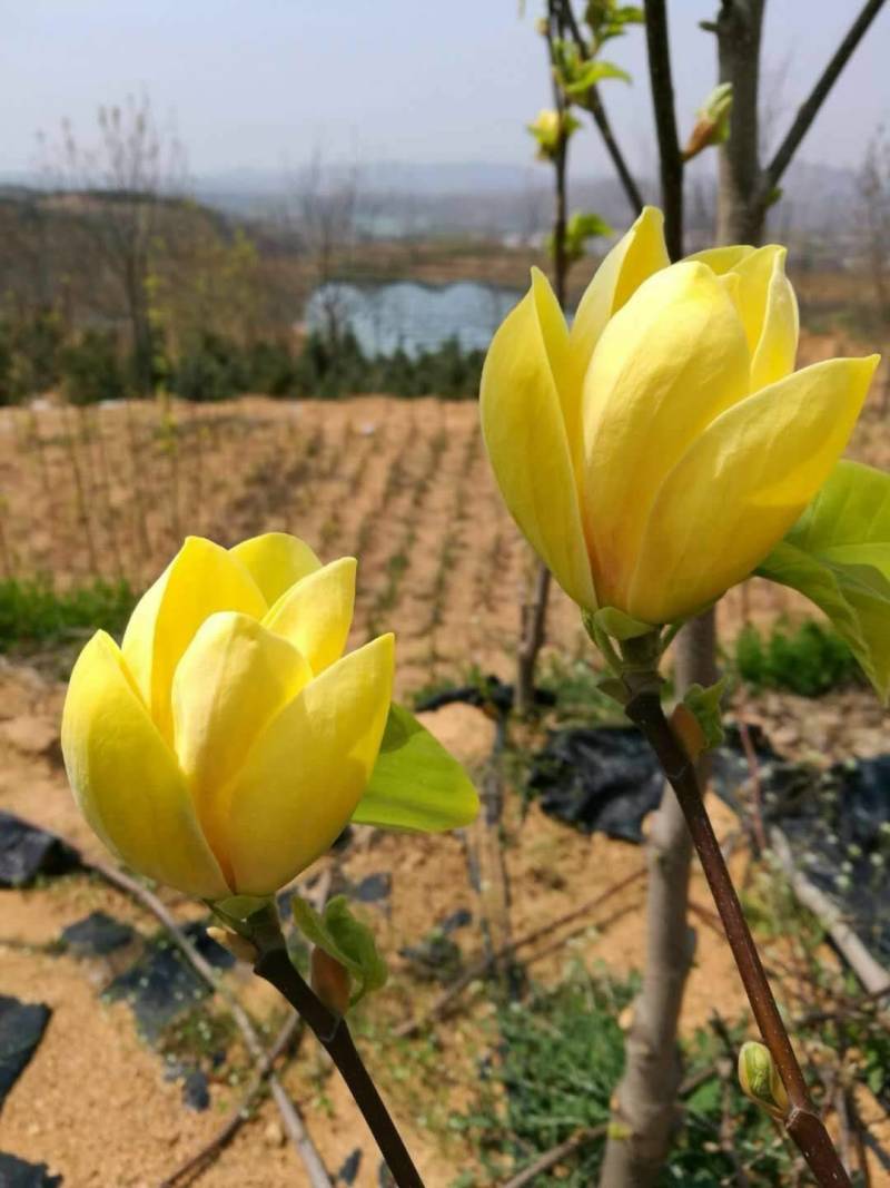 黄玉兰