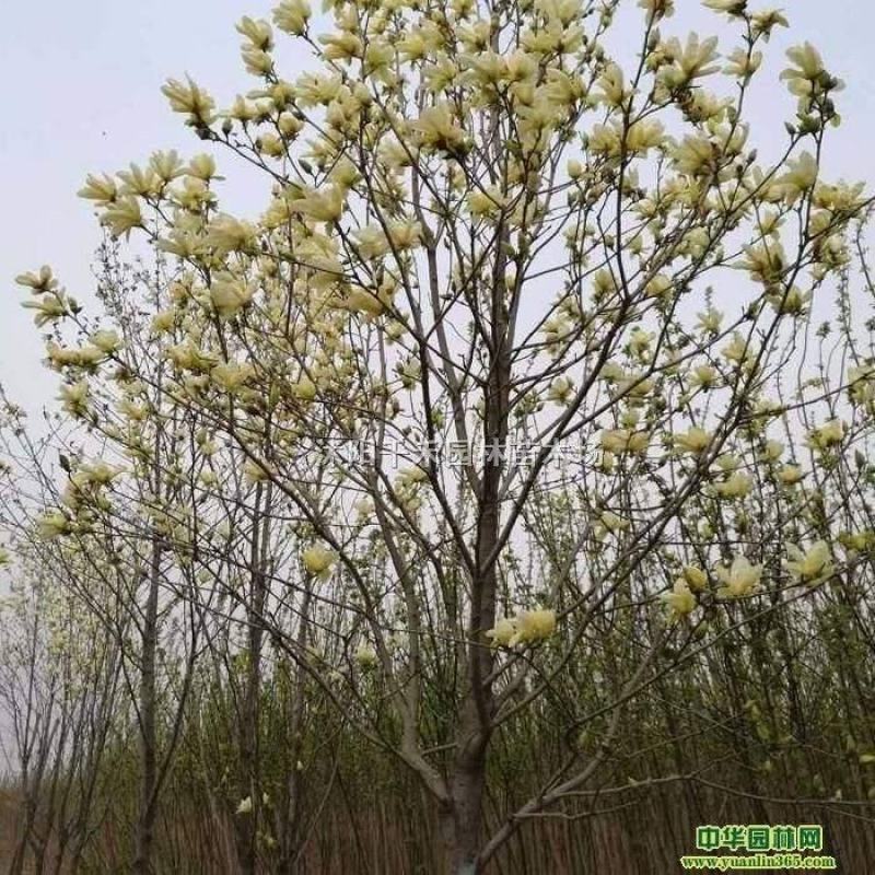 黄玉兰