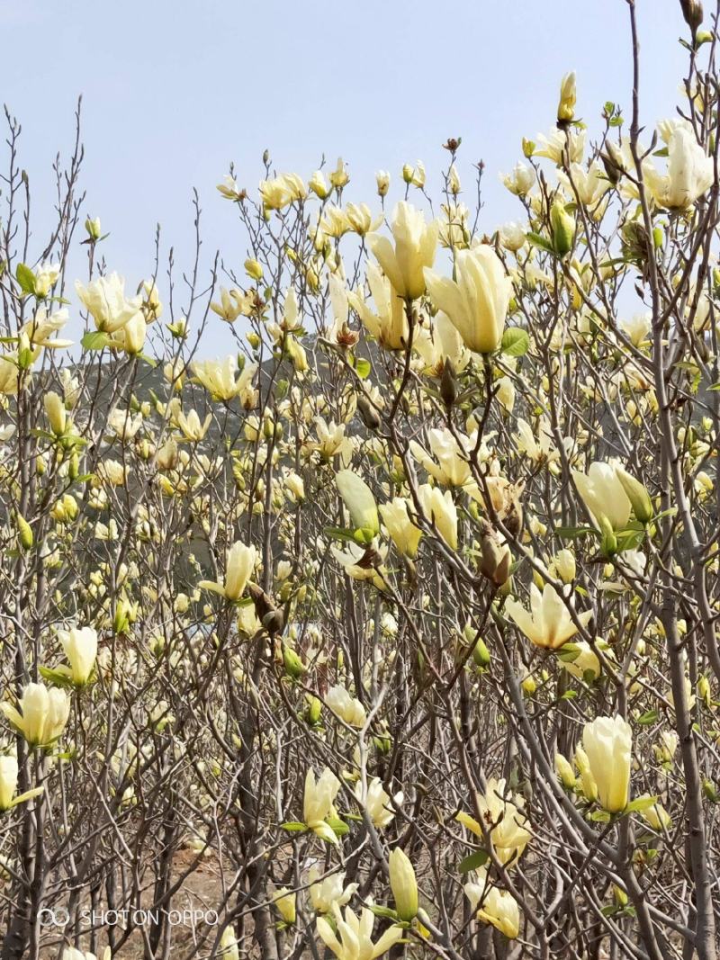 黄玉兰
