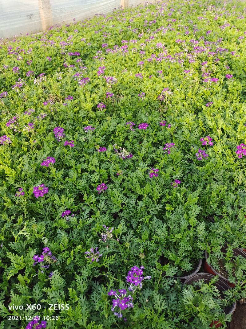 美女樱宿根美女樱常年开花花期超长