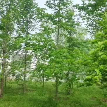 二乔玉兰