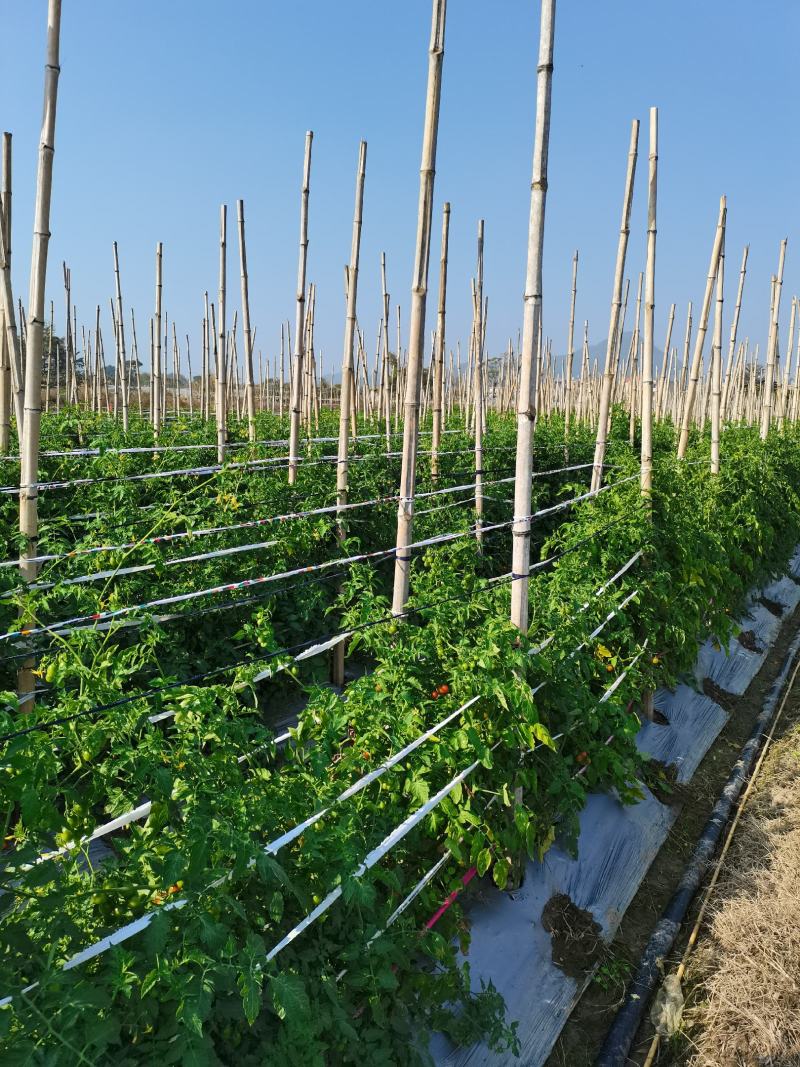 黄珍珠玲珑圣女果，大量上市，现摘现发