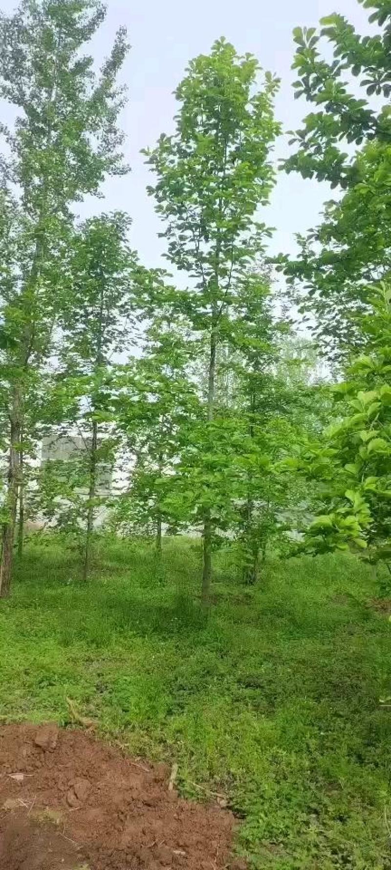 二乔玉兰