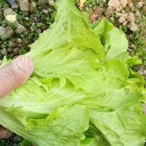 精品生菜