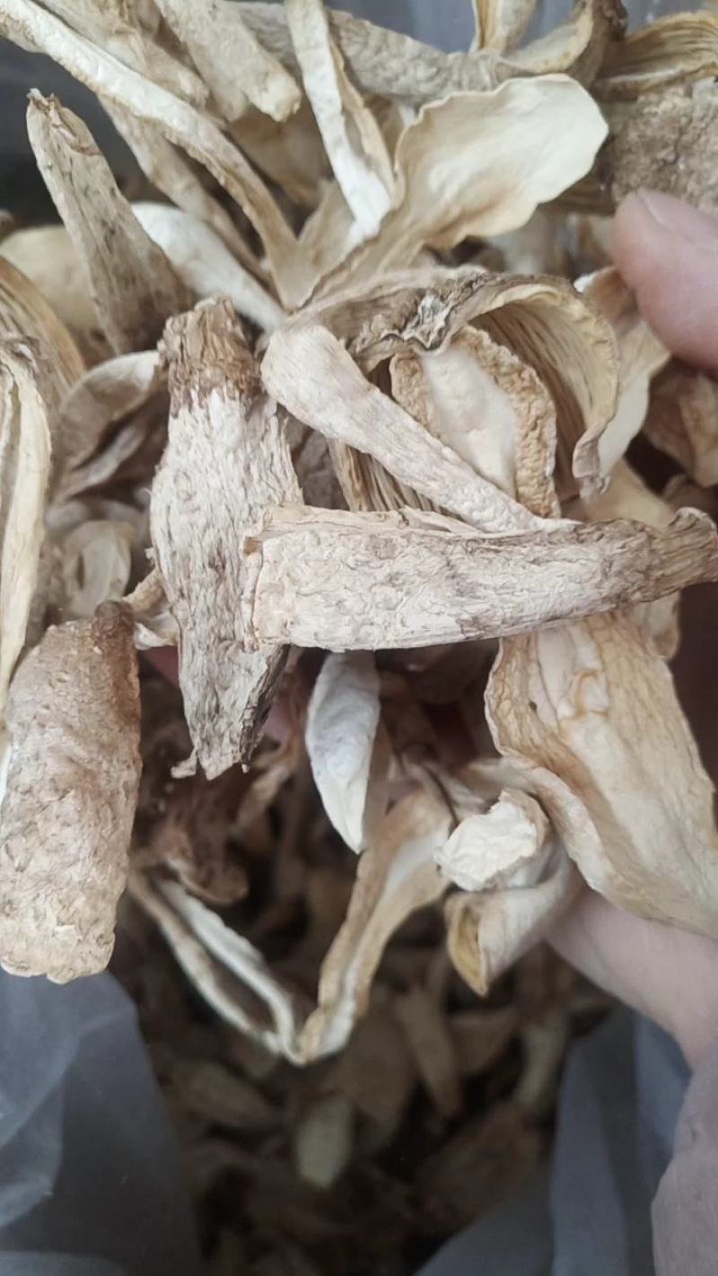 自种的干鸡腿菇