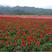 观花种子一串红种子高串串红种子园林景观绿化花草花卉种子
